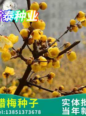 腊梅种子 红梅浓香型黄梅花冬梅 四季 素心金梅 新腊梅花的种子