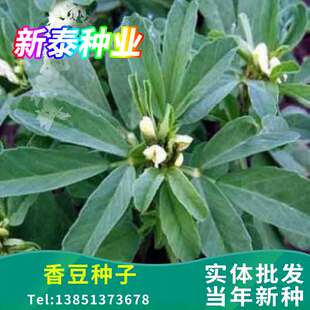 香豆种子 中华香草香囊草种子东北端午做香包用 2021新款种籽