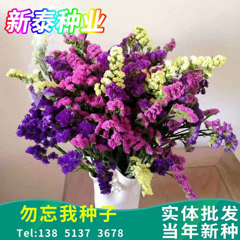 勿忘我种子四季花种易活花籽耐寒切花勿忘我种子庭院室外花种籽