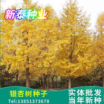 银杏树种子特级白果公孙树台湾相思树美丽胡枝子鸽子树珙桐种子