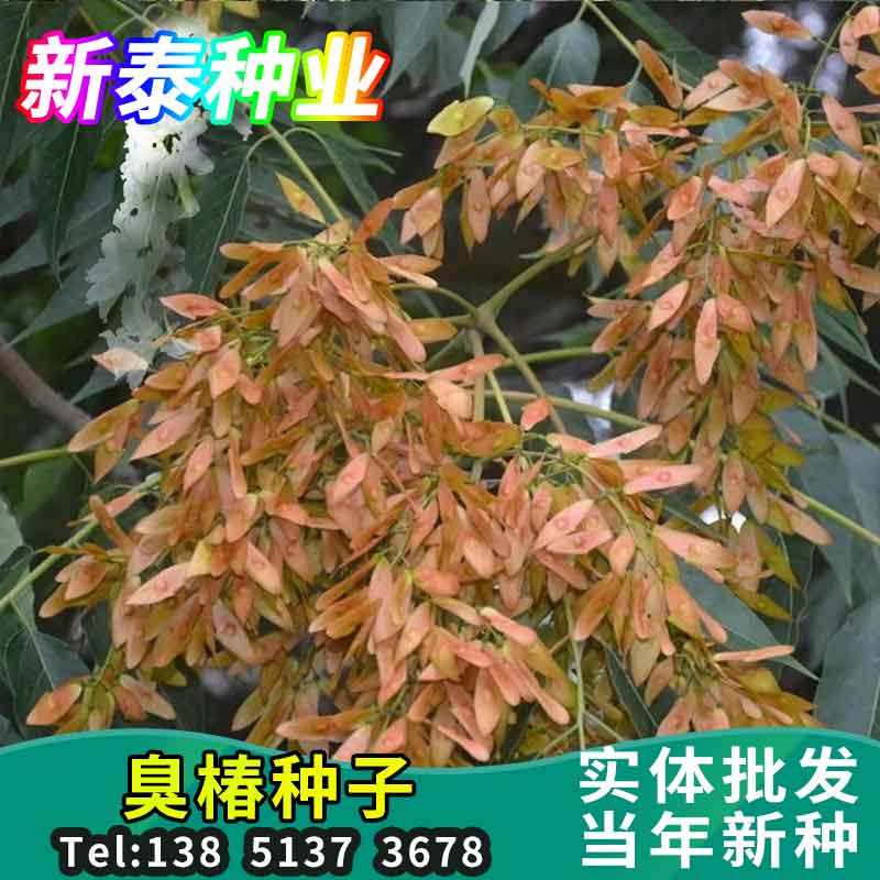 臭椿树籽,臭椿树_大山谷图库