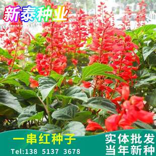 一串红种子四季播种的庭院易活花子矮串串红四季易种花籽耐寒花卉