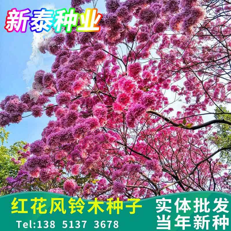 红花风铃木种子绿化林木树种籽风景树绿化苗木种子黄花风铃木种籽