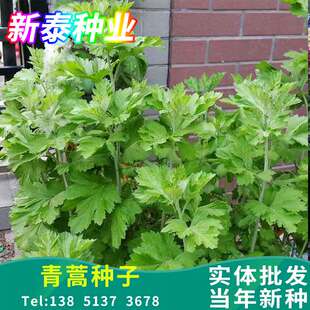 青蒿种子  白蒿草青蒿素香蒿草蒿 黄花蒿邪蒿 茵陈蒿种子观叶药材