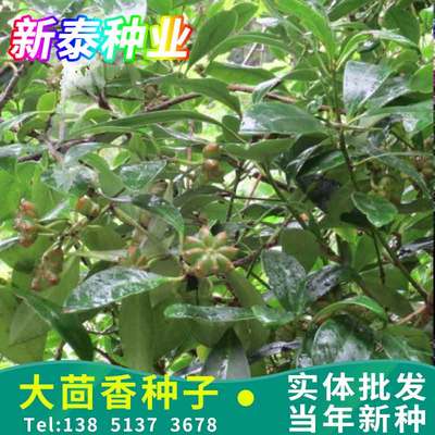 八角茴香种子散装大茴香八角树种籽家庭农家种植蔬菜种子香料调料
