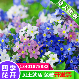 勿忘草种子园林景观花海室内阳台花卉勿忘我庭院阳台四季易种花卉原价6 元现价6 08元包邮抢购广西园林行业平台