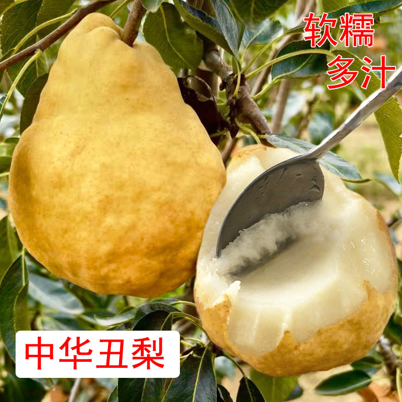 软糯中华丑梨甜糯汁水多农家梨