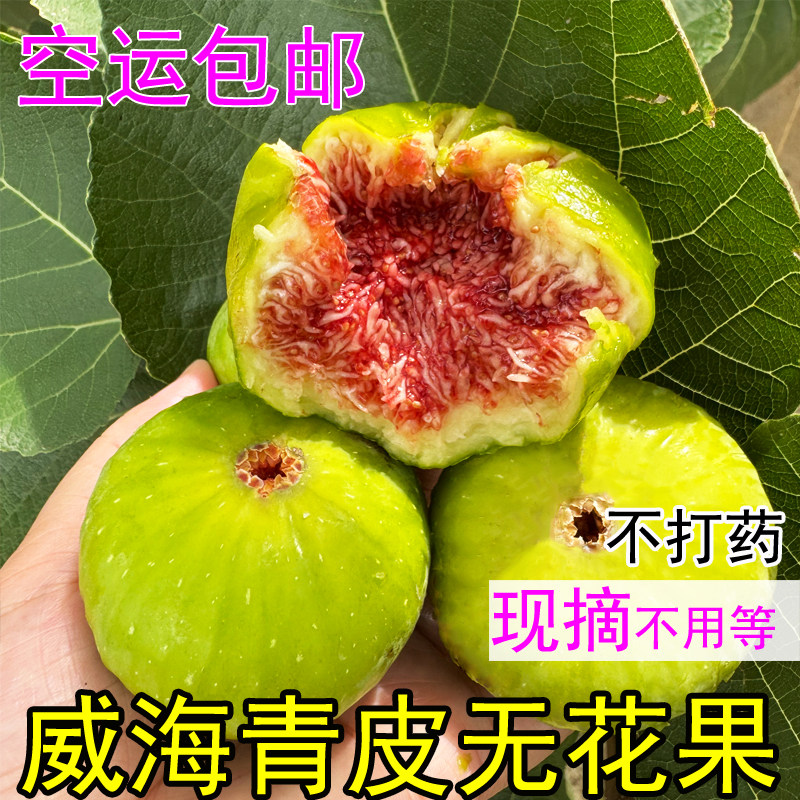 顺丰无花果鲜果 现摘新鲜 青皮糯甜山东威海荣成特产孕妇水果应季