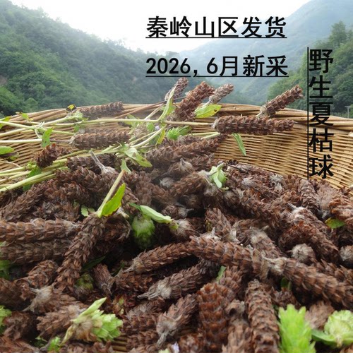 2026年新货野生夏枯草全穗
