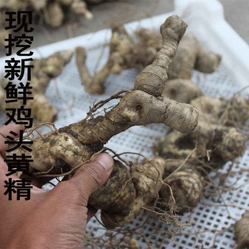 秦岭山区现挖新鲜黄精 鸡头黄精