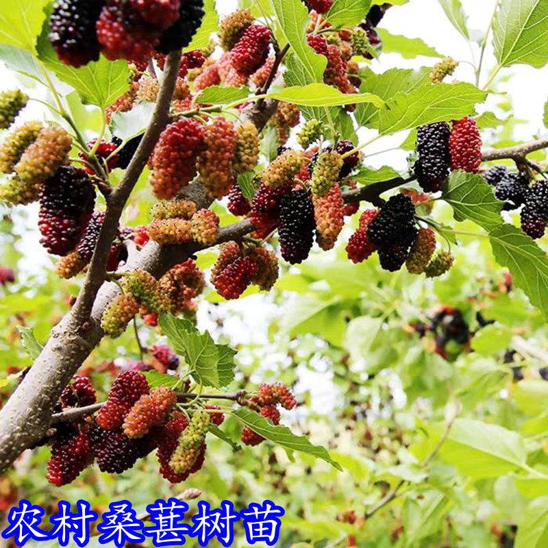 农村桑树苗桑树桑葚树乡土树种庭院栽植遮荫纳凉厂区公园景观树