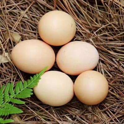 小凤妈妈农家散养新鲜土鸡蛋粮食走地鸡初生蛋草鸡笨鸡蛋50/100枚