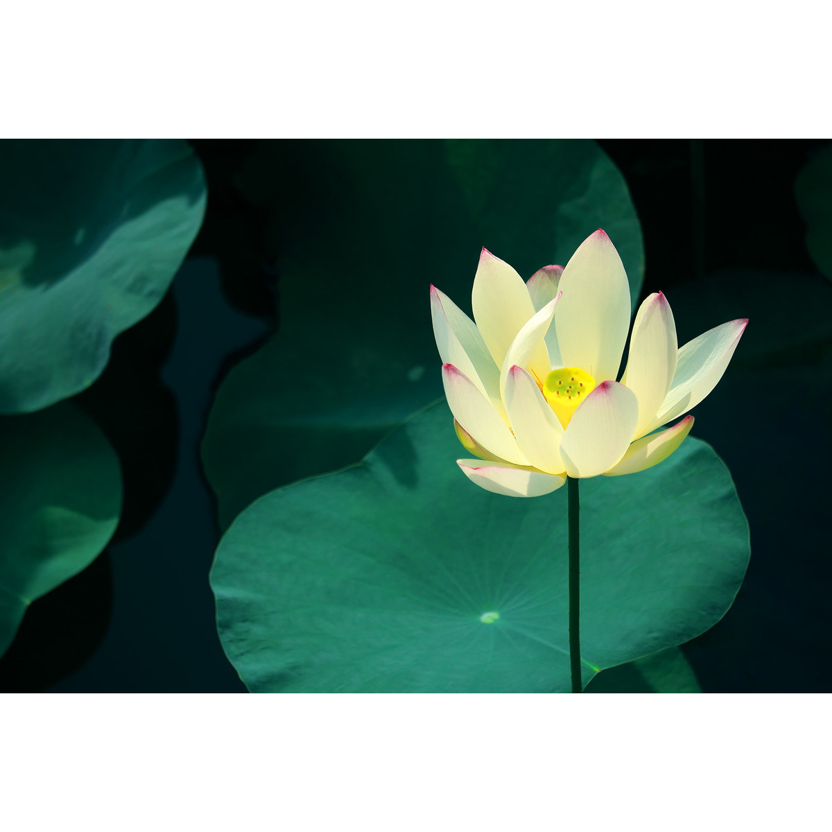 罕见黄色荷花摄影作品(2张) - 高清jpg原图片