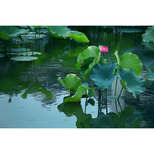 原创花卉摄影作品-池塘荷花(1张) 中景 高清夏日设计素材原图片