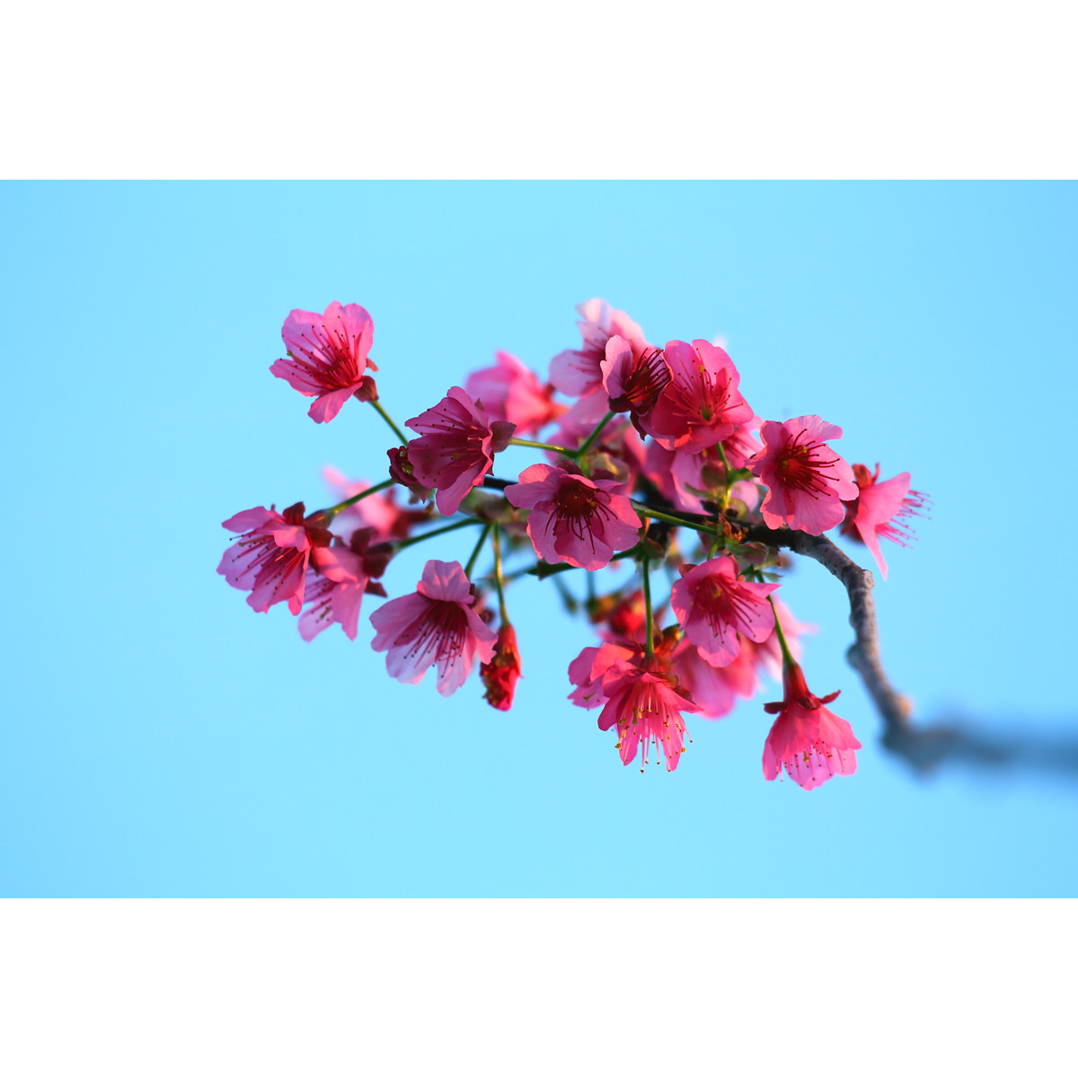 【组图】樱花蓝背景图片(3张) 原创高清摄影作品,高分辨率素材