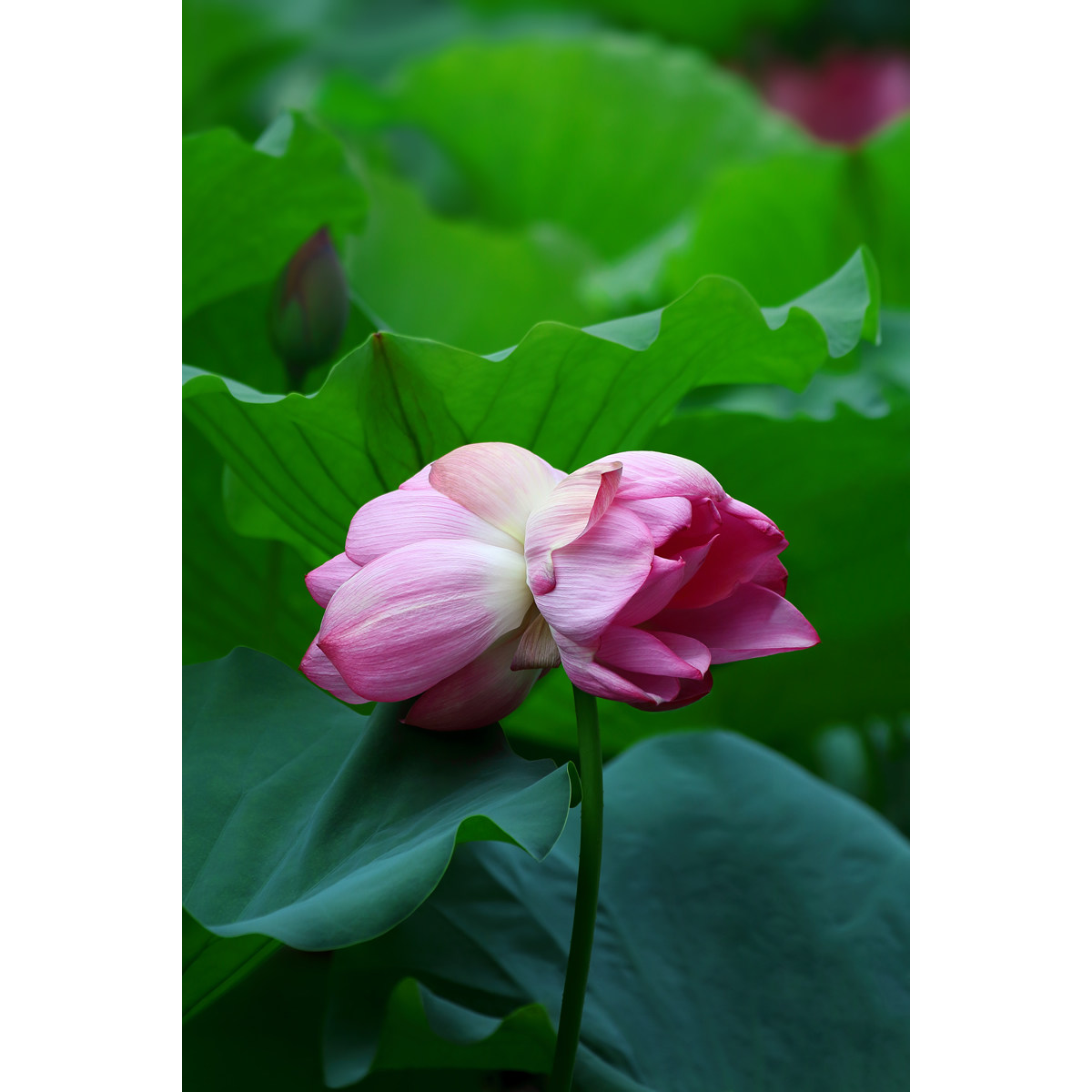 并蒂莲/极罕见荷花图片(1张) 原创竖版精选美图高清壁纸素材