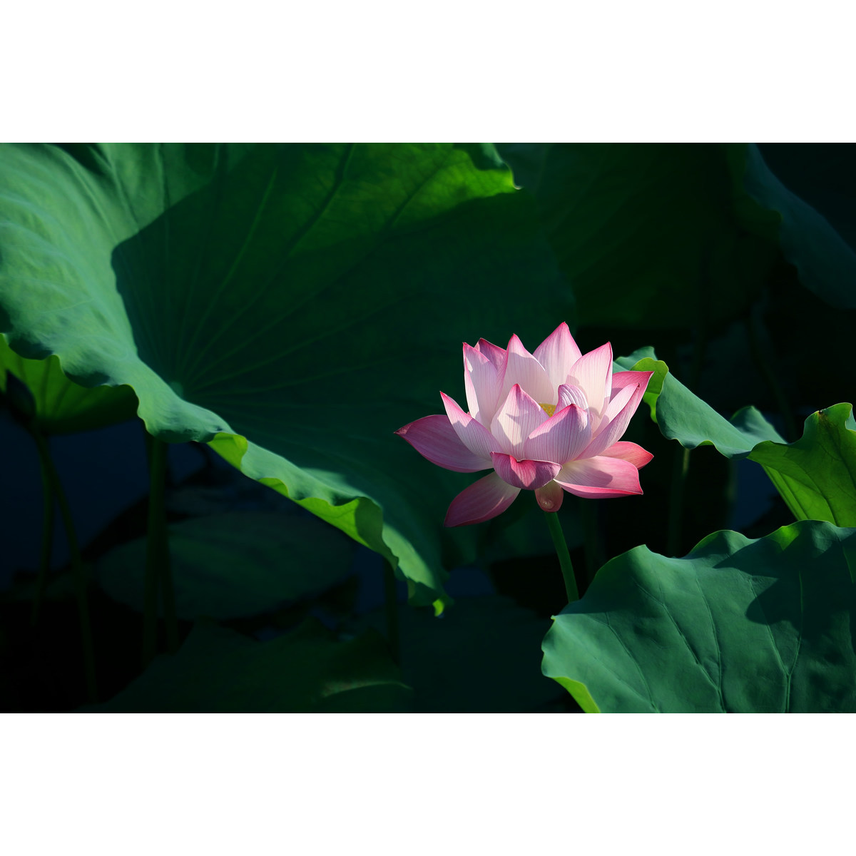 原创观赏荷花照片(2张) 精修jpg电脑手机桌面壁纸图片