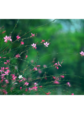 原创粉红色千鸟花/白蝶花图片(2张) - 高清摄影作品PS实拍素材