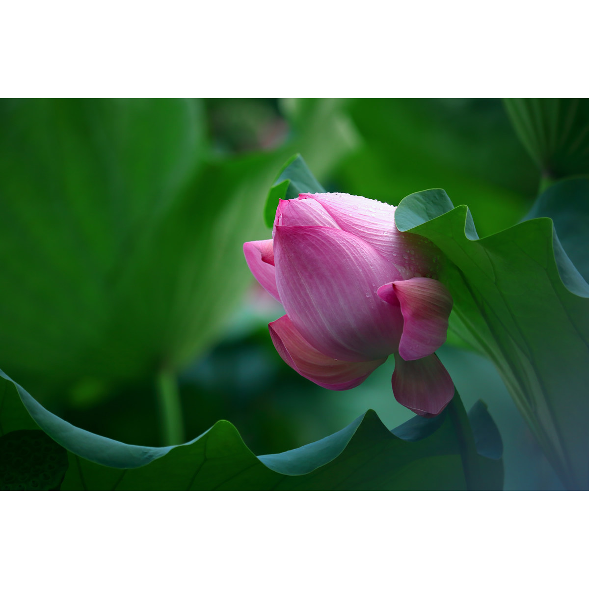 20年拍 超清花卉摄影作品-露珠荷花蕾(1张) 实拍原创图片