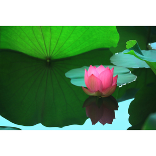原创花卉摄影作品-水中荷花/出水芙蓉(2张) 高分辨率原图片照片