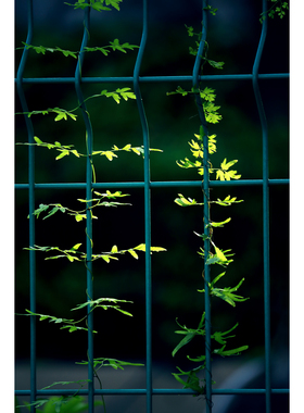 原创摄影作品-蕨类植物金沙藤(2张) 春天绿色系逆光高清设计素材