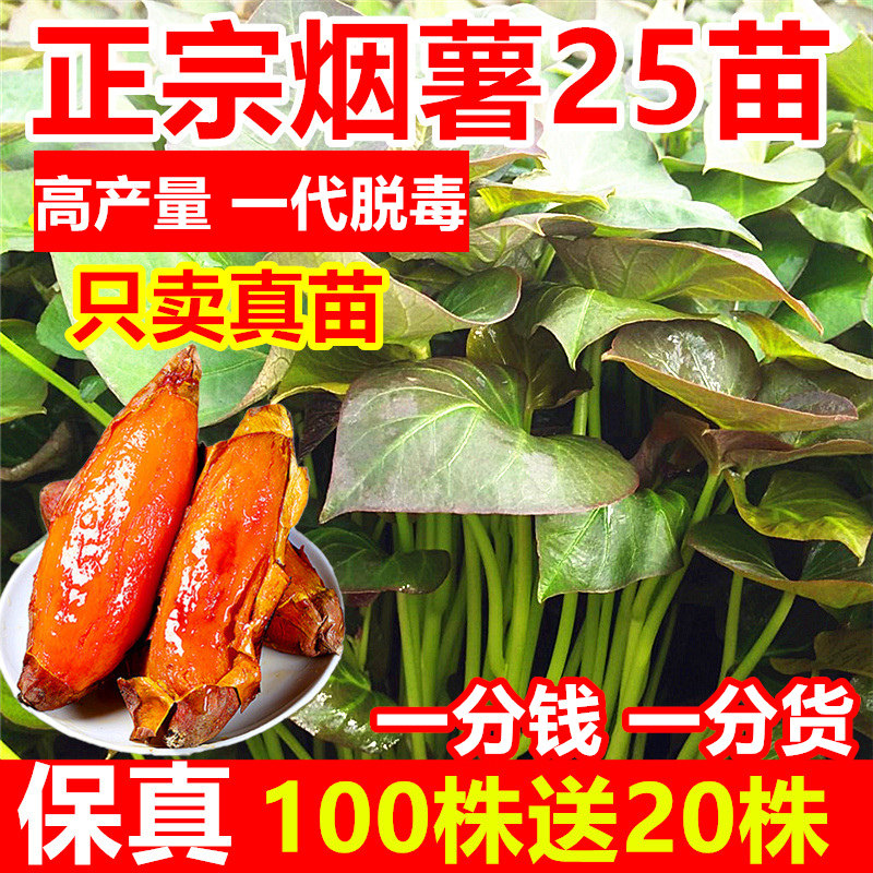正宗烟薯25号薯苗山东烟台地瓜苗种红薯苗秧脱毒带根蜜薯农科院