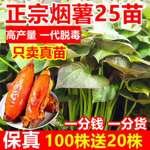正宗烟薯25号薯苗山东烟台地瓜苗种红薯苗秧脱毒带根蜜薯