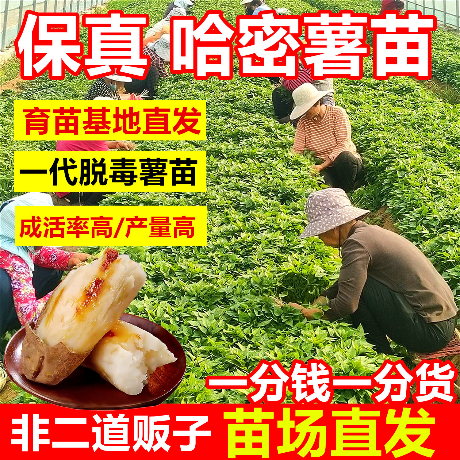 哈密薯苗红薯地瓜苗秧种子白蜜薯带根脱毒白心番薯冰糖心