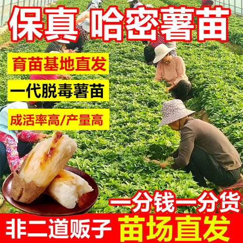 【正宗哈密薯苗】育苗基地直发