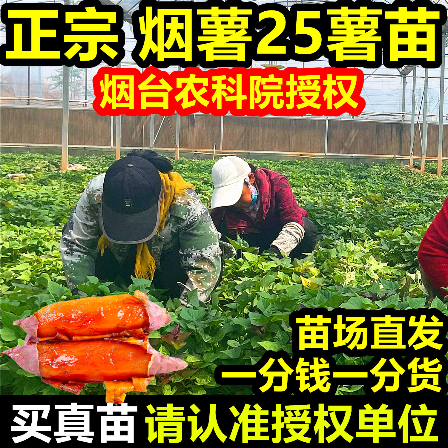 正宗烟薯25号薯苗山东烟台地瓜苗种红薯苗秧脱毒带根蜜薯农科院