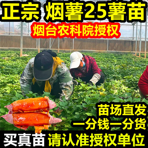 【送20颗】保真烟薯25薯苗