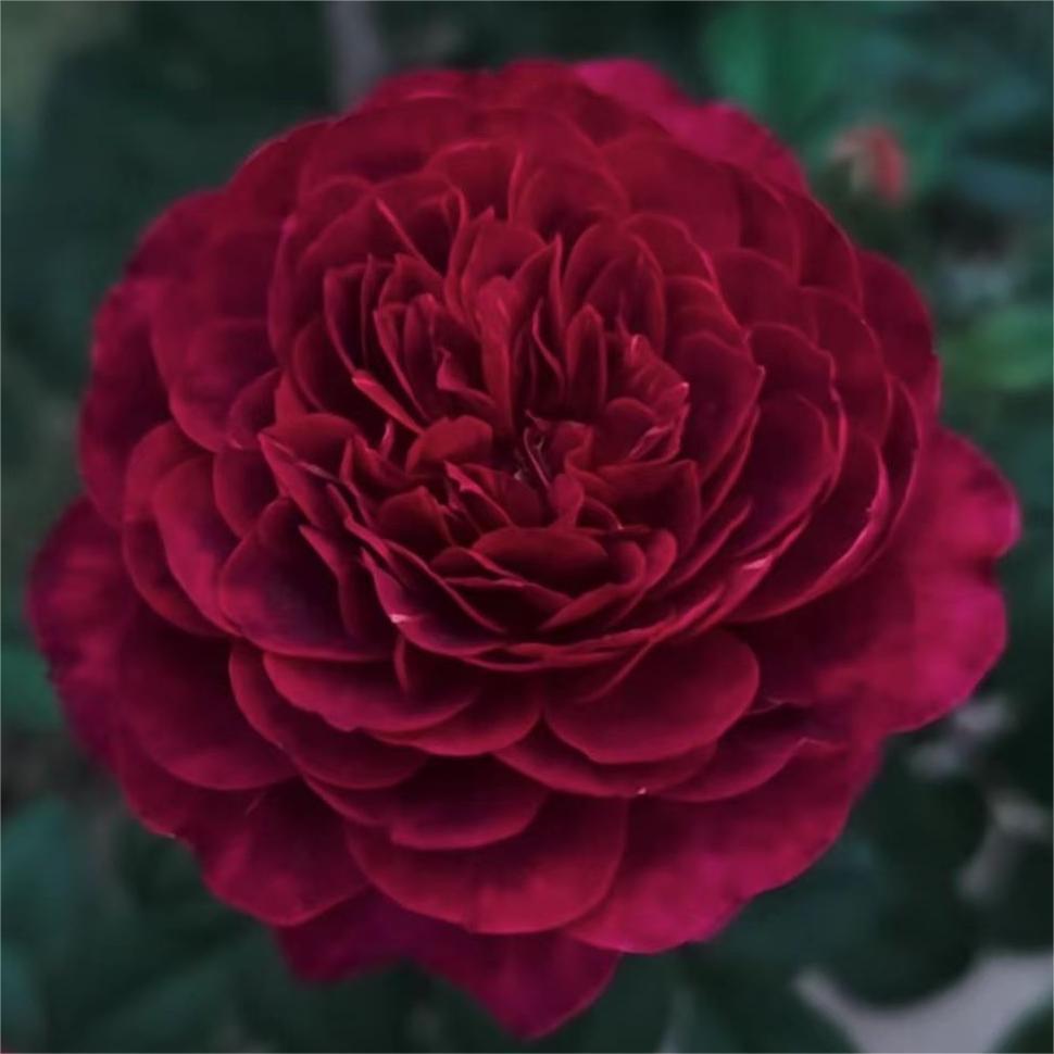 【水灵花园】黑巴克果汁月季灌木花苗阳台庭院花色受温度影响