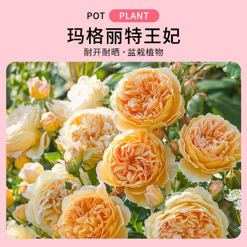 【水灵花园】玛格丽特王妃英月季图片