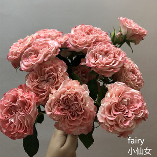 【水灵花园】超新品 小仙女 Fairy 多头切花品种 微月 丰花 玫瑰