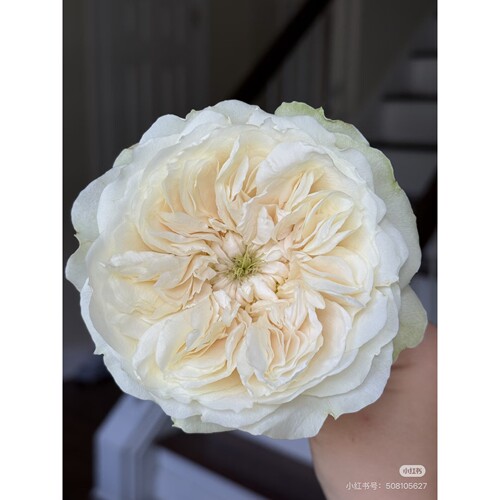 水灵花园 婚礼公主的希望 Enid 2026奥斯汀新品月季灌木直立切花