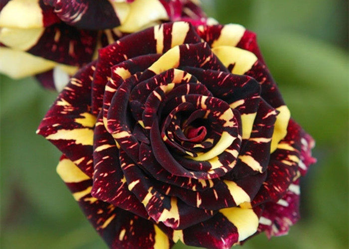 【水灵花园】流星雨 灌木 条纹月季玫瑰 欧月地栽盆栽均可