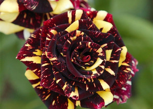 【水灵花园】流星雨 灌木 条纹月季玫瑰 欧月地栽盆栽均可