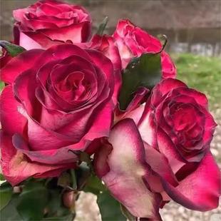 【水灵花园】沙皇,新品大花,切花复古月季