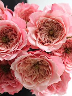 【水灵花园】美琴 日本超新品花园玫瑰花苗盆栽月季花卉