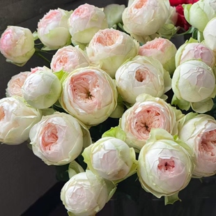 【水灵花园】粉红派Pink Pie深杯包子，淡香粉绿灌木月季