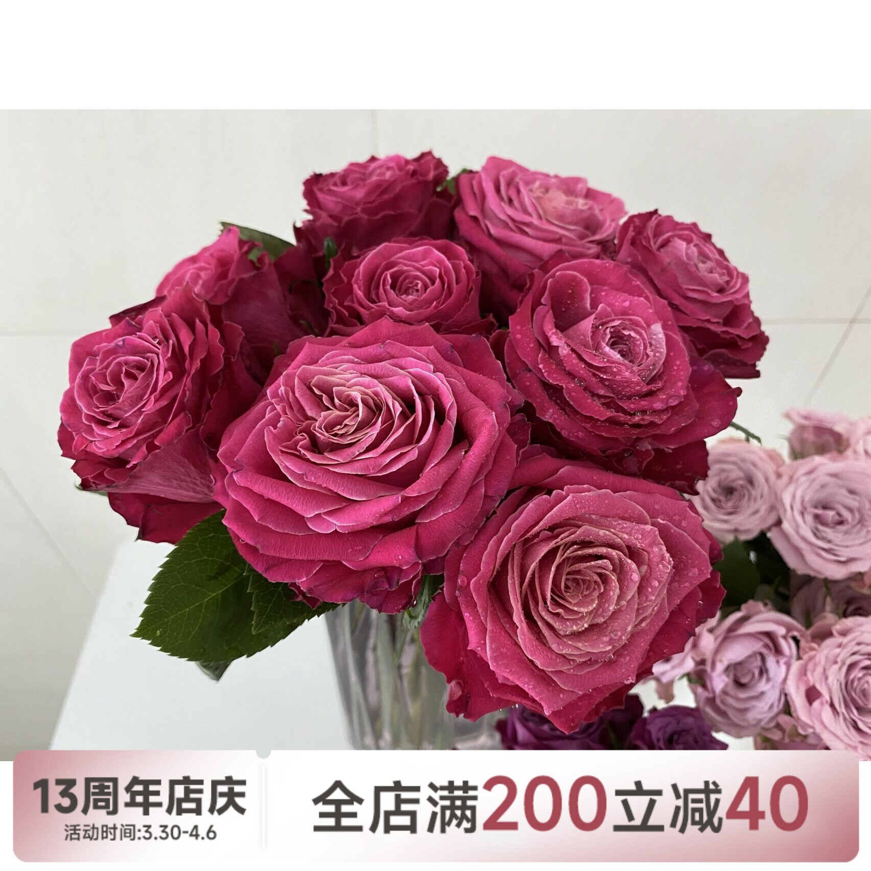 【水灵花园】电影明星 刺少耐热新品花苗玫瑰盆栽阳台月季