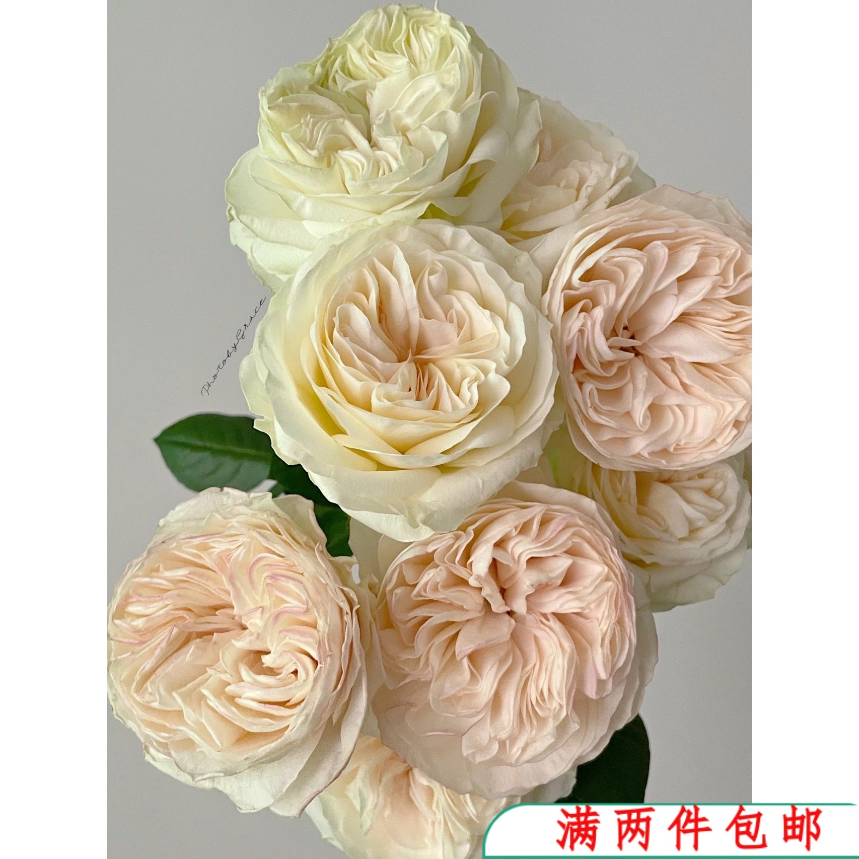 【水灵花园】雪姬 日本2022月季玫瑰花苗大花切花灌木盆栽小苗