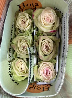 【水灵花园】时尚绿。新品切花复古绿色月季阳台盆栽