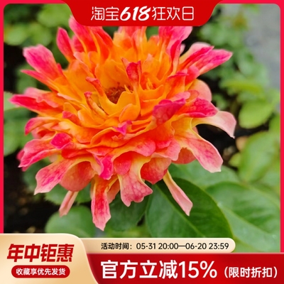 【水灵花园特价】火焰海葵，新品耐热耐寒抗病浓香勤花月季灌木