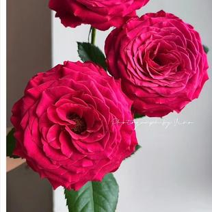 【水灵花园】红胜火,新品切花大花灌木月季盆栽