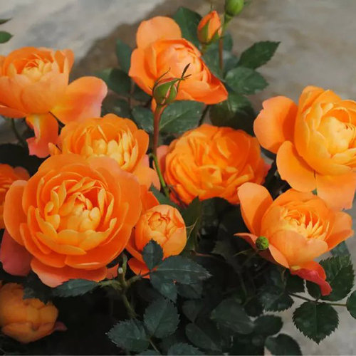 果汁阳台大花微月月季香盆栽植物