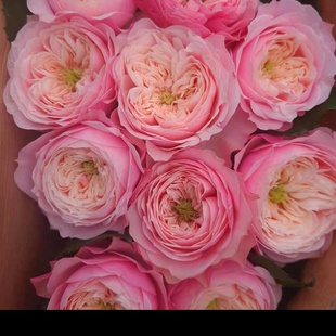 【水灵花园】诺桑觉寺Northanger abbey 荷兰新品切花灌木月季