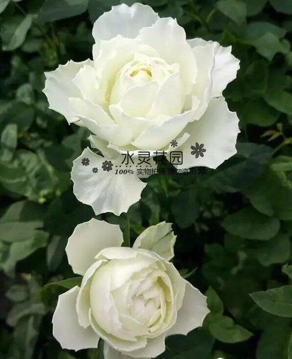 【水灵花园】雪宝石白色 淡香 优雅波浪边纯白月季