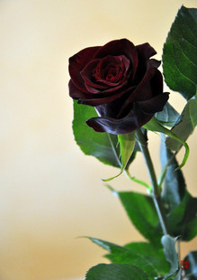 【水灵花园】黑巴克月季丰花灌木切花花苗花色受温度影响