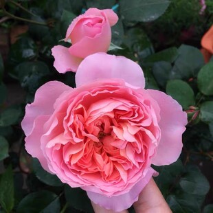 【水灵花园】舍农索城堡 浓香大花勤花藤本月季庭院植物